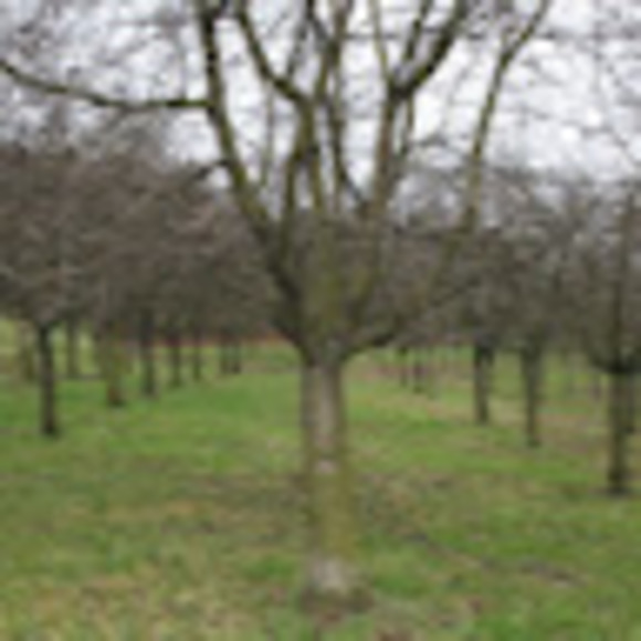 Meet your Posher, Shopsy - Picture 1 of 1